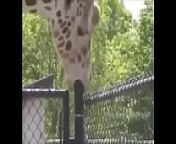 Girafa Safadinha,Se Lambuzando no Ferro Bem Dotado from giraffe mating
