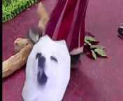 We Are Number One but it's borked by Gabe the Dog from pandorakaaki the number one