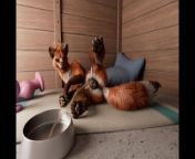 Fox's playing pussy cat in kennel (WS) by h0rs3 from furries